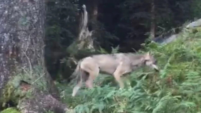 Der erste Wolf im Glarnerland seit der Rückkehr des Raubtieres in die Schweiz wurde im September 2016 oberhalb Mollis auf Video gebannt.