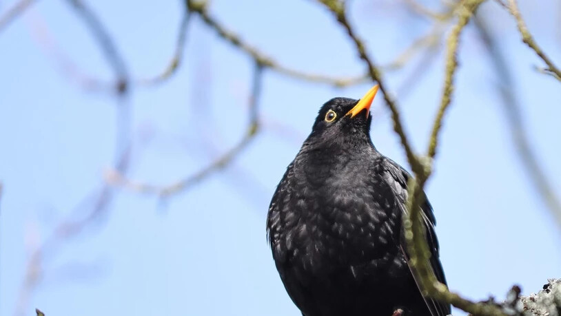 Amsel, Drossel, Fink und Star: Die ersten Vögel lassen schon von sich hören und sorgen für Frühlingsgefühle.