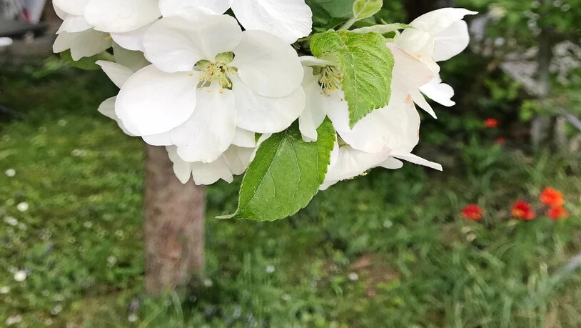 Immer früher wird es Frühling: Die Apfelblüte hat sich schon heute um eine gute Woche vorverschoben.
