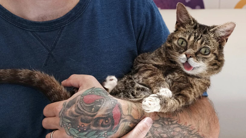 So süss: Die Katze Lil Bub auf dem Arm ihres Besitzers bei einer Katzenschau in in Pasadena (USA).