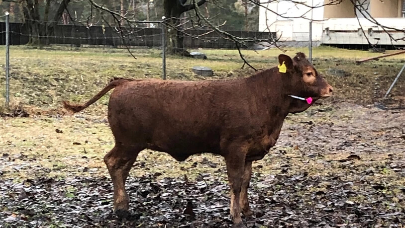 Ein Kalb musste heute betäubt werden, um wieder eingefangen zu werden.