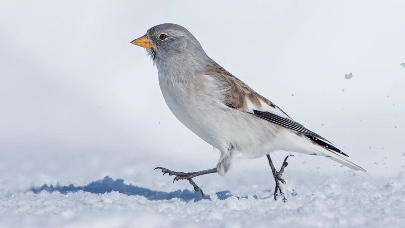 Der Schneesperling, ein Cousin des Hausspatzes, wird seltener. Forscher der Vogelwarte Sempacht wollen nun wissen, wieso.