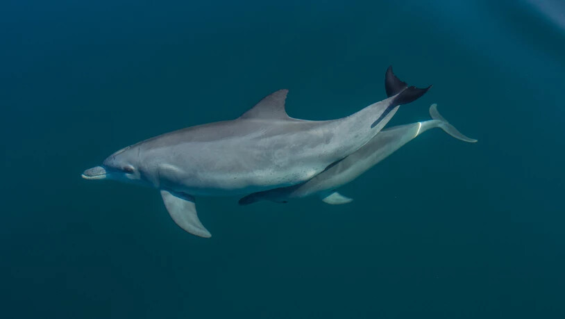 Eine Delfinmutter mit ihrem Kalb. Nach einer Hitzewelle von 2011 brachten Delfine vor Australiens Westküste weniger Junge zur Welt.