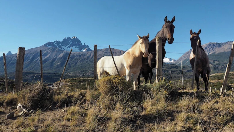 Ein neues Ökosystem: In der Aysén-Region treffen wir plötzlich auf weite, trockene Felder und viele Pferde. Ein Vorgeschmack auf  die patagonischen Pampas?