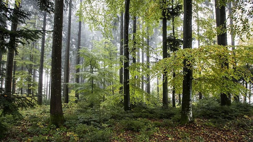 Gut für die Gesundheit: Ein Waldspaziergang senkt das Stresslevel. (Archivbild)