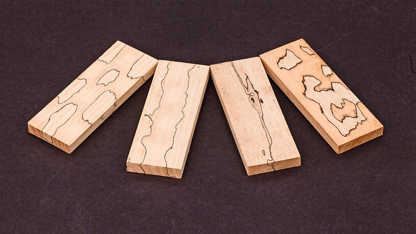 Wundersame Muster: Die Bemalungen auf diesen Holzstücken stammen nicht von einem menschlichen Künstler, sondern von Pilzen.