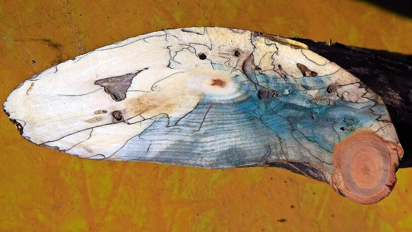 Wundersame Muster: Die Bemalungen auf diesen Holzstücken stammen nicht von einem menschlichen Künstler, sondern von Pilzen.