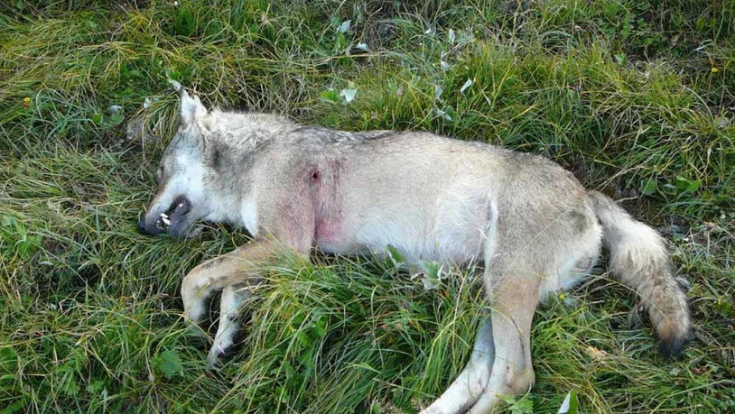 Ein abgeschossener Walliser Wolf im August 2010 - am Dienstag wurde im Wallis ein Wolf mit Schusswunde tot aufgefunden. (Archivbild)