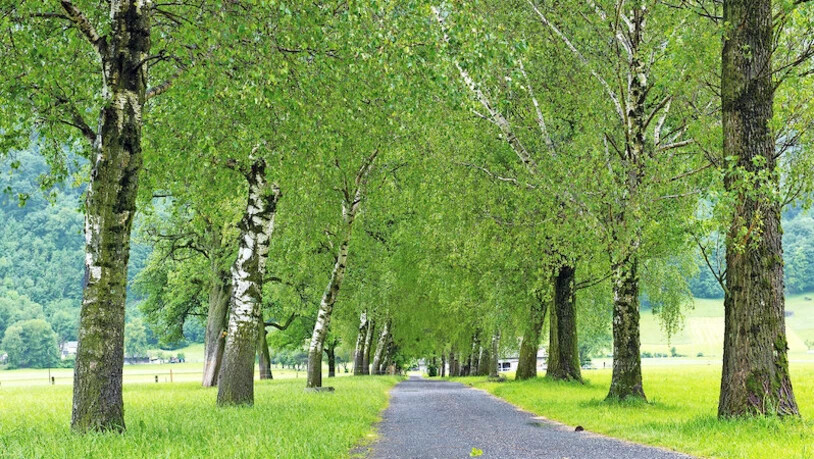 Grüne Blätterdächer: Für Michel Brunner sind die Alleen in der Allmeind in Glarus und je in Bilten (im Bild) die erwähnenswertesten im Kanton Glarus.