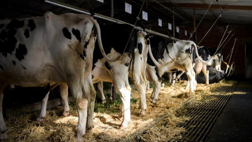 Kühe im Stall: Bauern müssen sich angemessen um ihre Tiere kümmern, sonst drohen Konsequenzen.