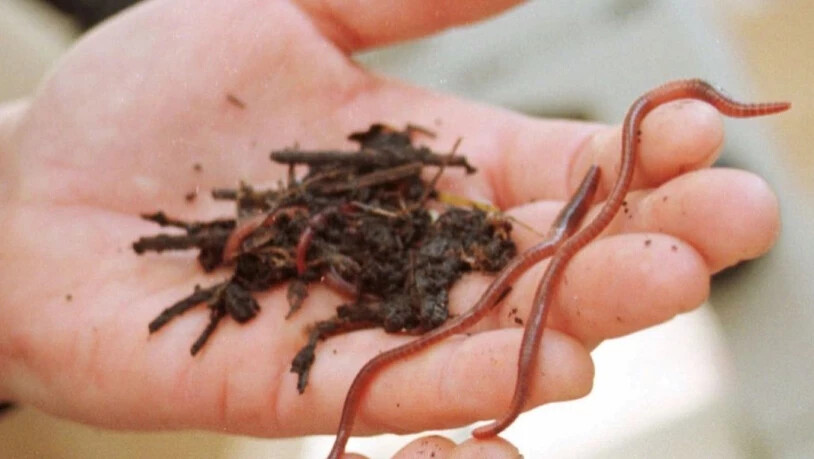 Regenwürmer sind die wohl bekanntesten Waldbodenbewohner, aber es gibt noch Zehntausende andere. Je mehr Organismen einen Waldboden besiedeln, desto besser kann ein Wald seine "Dienstleistungen" am Menschen erbringen. Forscher empfehlen gezielte Studien…