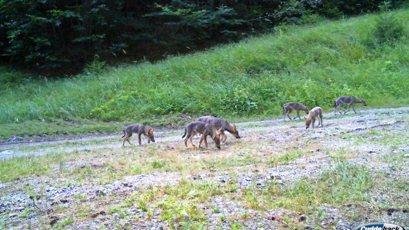 Wieder Nachwuchs: Die Welpen des Calandarudels, aufgenommen von einen Fotofalle.