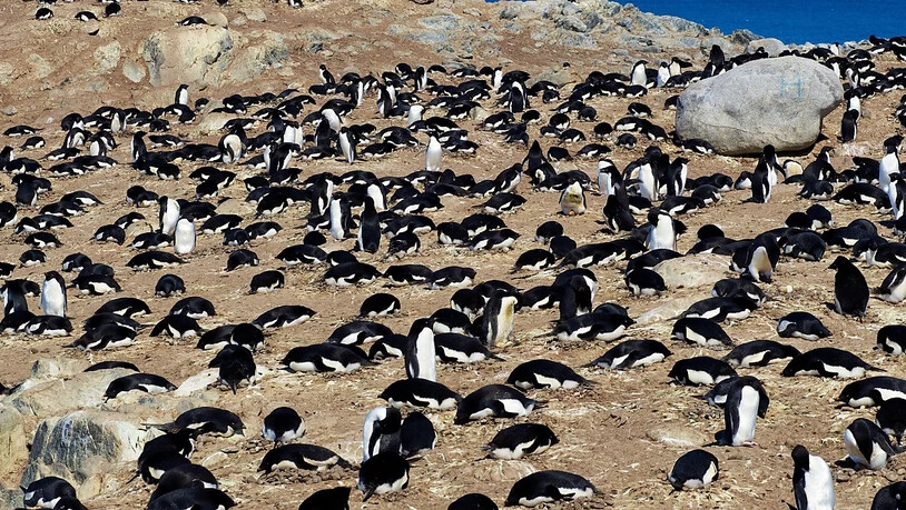 Eine Kolonie Adeliepinguine. Die Ausscheidungen von Pinguinen und See-Elefanten fördern die Artenvielfalt in der Antarktis. (Archivbild)