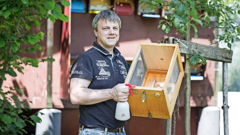Ist ein Volk ausgeschwärmt, fängt es Jürg Hefti mit seiner speziellen Schwarm-Kiste wieder ein.