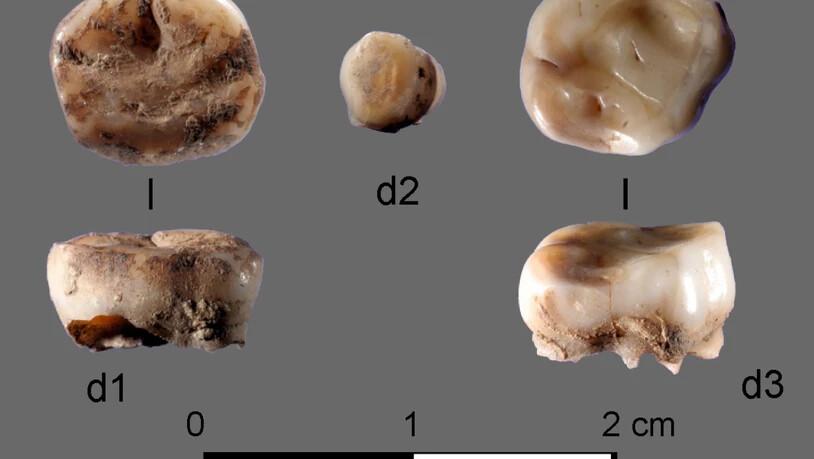 Das internationale Forschungsteam stiess in einer archäologischen Ausgrabungsstätte am russischen Fluss Jana auf zwei 31'000 Jahre alte Milchzähne. Die untersuchte DNA zeigte, dass die Zähne zu Individuen einer bislang nicht bekannten Bevölkerungsgruppe…