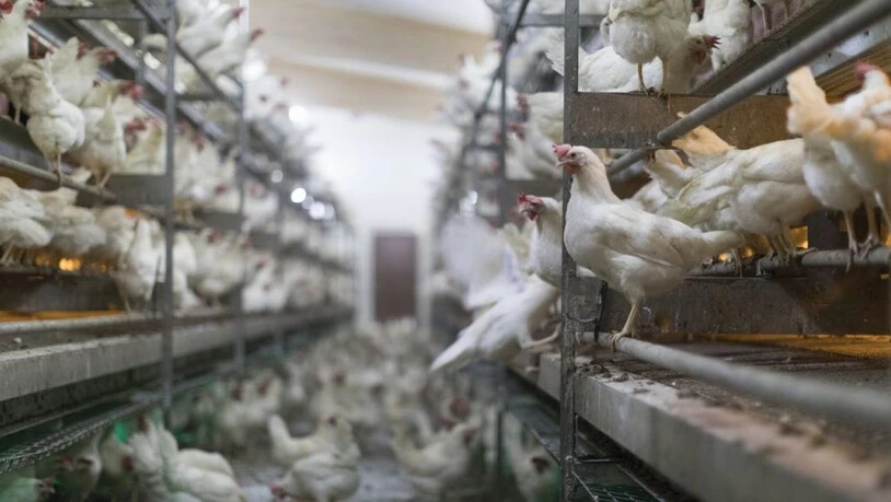 In den letzten fünf Jahren stieg die Hühnereier-Produktion in der Schweiz um 20 Prozent. Und weil auch mehr Poulet gegessen wurde, ging der Fleischkonsum insgesamt trotz Reduktion des Bestands an Schlachtrindern und -schweinen nicht zurück. (Symbolbild)