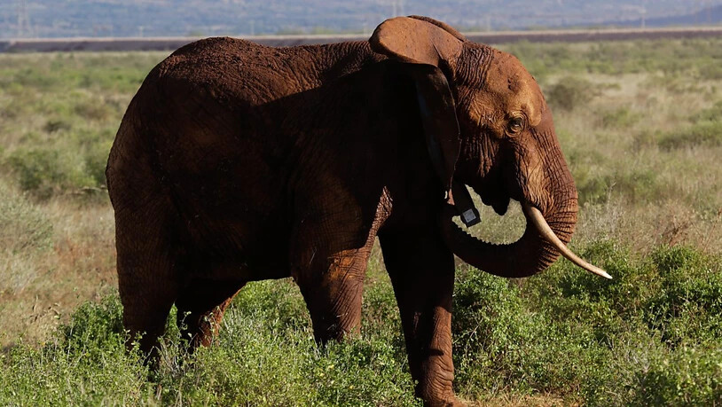 Elefanten haben in Botsuana zwei Menschen zu Tode getrampelt. (Archivbild)