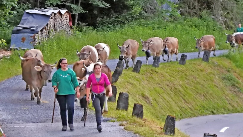 Helferinnen und Vieh machen sich auf den Weg nach Aueren. Hier beim noch angenehmen Teil hinter dem «Staldengarten».