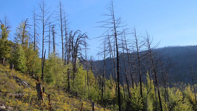 Die Gerippe abgebrannter Bäume zeugen noch vom Waldbrand bei Leuk VS im Jahr 2003. Um sie herum ist das Leben jedoch mit Macht zurückgekehrt.