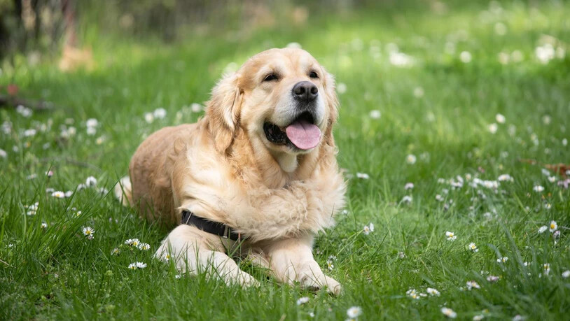 Auch Hunde und Katzen müssen vor der Sonne geschützt werden.