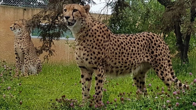 Die Geparden in Knies Kinderzoo haben Zuwachs durch diese beiden Tiere aus einer Zuchtstätte in Südafrika erhalten.