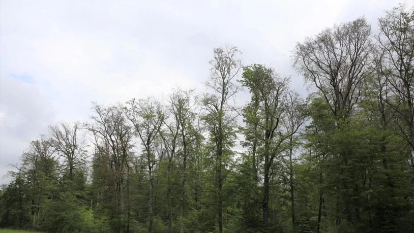 Durch Trockenheit abgestorbene Buchen an einem Waldrand im Kanton Jura, aufgenommen im Juni 2019. Wer beim Spazieren nicht hoch schaut, erkennt die Gefahr kaum.