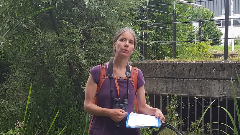 Mit Feldstecher, Schmetterlingsnetz und Notizblock: Umweltnaturwissenschaftlerin Simone Bossart zählt Kleintiere auf Zürcher Stadtgebiet.