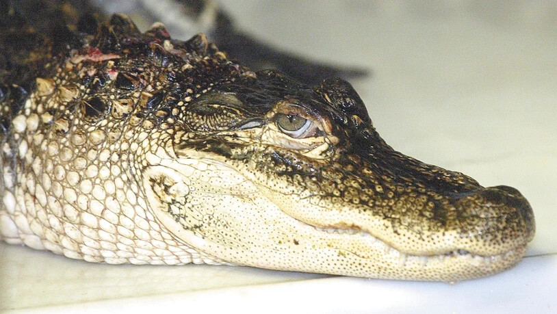 Besser nicht auf Meth: Die Polizei in Tennessee warnt vor Alligatoren unter Drogen.