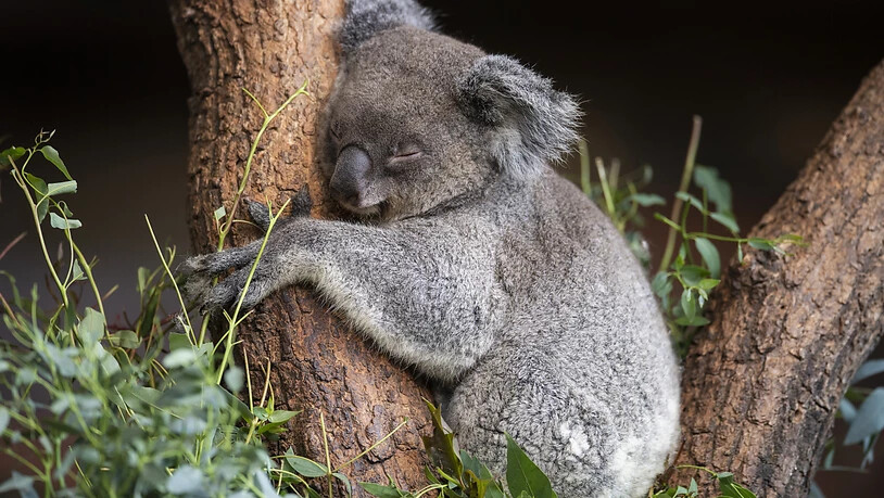 Das Koala Weibchen Maisy fühlt sich sichtlich wohl in ihrem neuen Zuhause im Zoo Zürich.