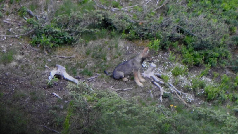 Mindestens fünf junge Wölfe wurden am Heinzenberg gesichtet.