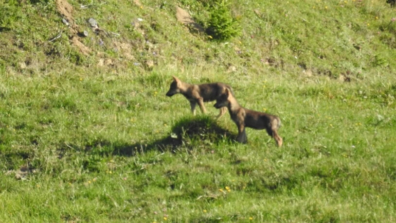 Zwei der drei Jungwölfe, die auf Gemeindegebiet von Ilanz beobachtet wurden.