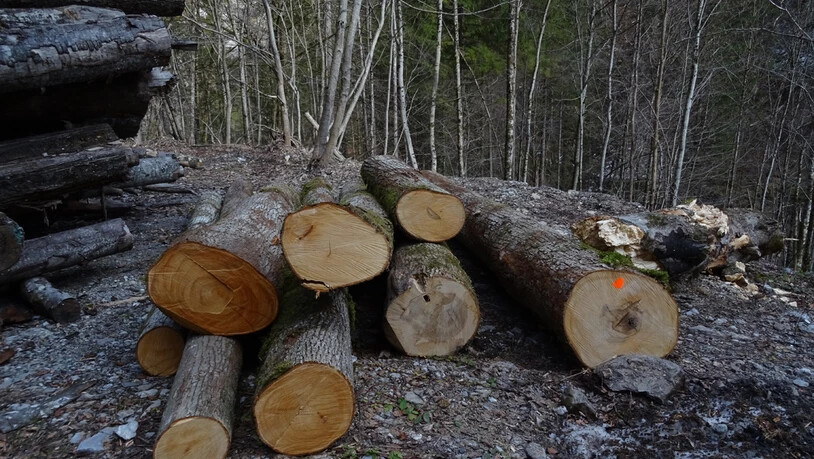 Die HolzART-Woche Glarus holt den Wald in die kleinste Hauptstadt und macht aus ihm Kunstwerke auf dem Rathausplatz.