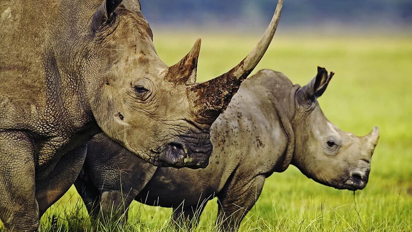 Länder im südlichen Afrika wollen den Artenschutz unter anderem für Nashörner lockern. Dagegen wehren sich Tierschützer. (Archivbild)