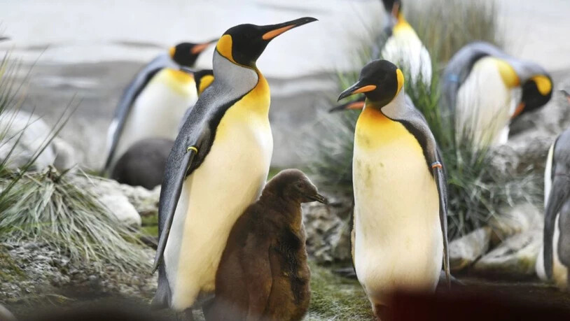 Pinguin-Familie im Zoo Zürich. Im Berliner Zoo versucht derweil ein schwules Pinguin-Pärchen, eine Regenbogenfamilie zu gründen. Die beiden Väter brüten abwechselnd das Ei einer Kollegin. (Symbolbild)