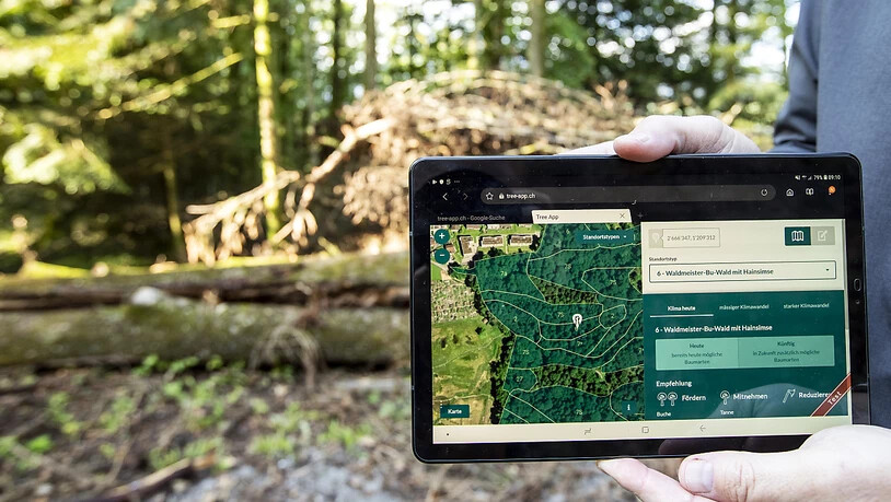 Eine neue App für Forstfachleute zeigt, welche Bäume im Wald auch bei veränderten klimatischen Bedingungen eine Zukunft haben.