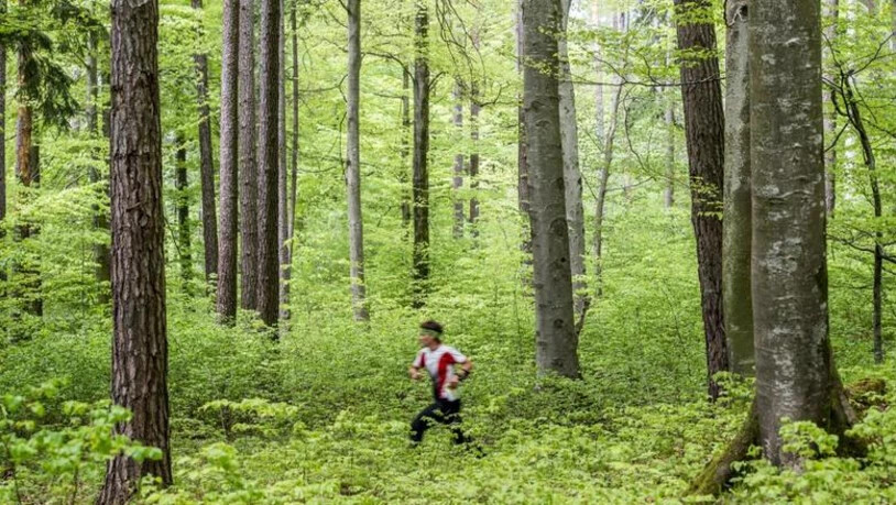 An der WM in vier Jahren bewegen sich die Orientierungsläufer durch die Bündner Wälder.