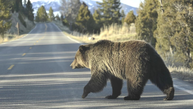 In den Nordwest-Territorien Kanadas leben nach Schätzungen von Behörden 4000 bis 5000 Grizzlybären. (Symbolbild)