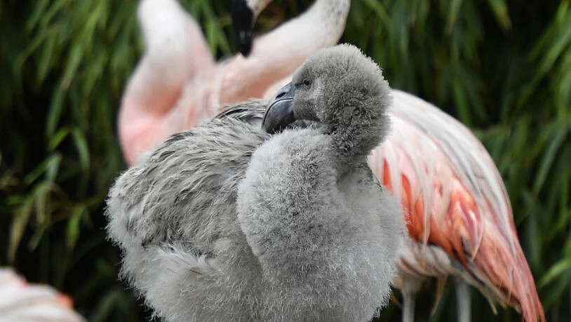 Noch grau, aber schon ganz wie die rosa Eltern: Die Chile-Flamingos im Zürcher Zoo haben seit Jahren wieder Nachwuchs.