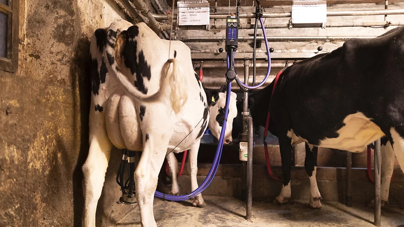 Thurgauer Milchbauern fordern vom regionalen Milchproduzenten-Verband anderthalb Millionen Franken an Beiträgen zurück. Eine Pilot-Klage beurteilt jetzt das Bezirksgericht Weinfelden TG (Archivbild).