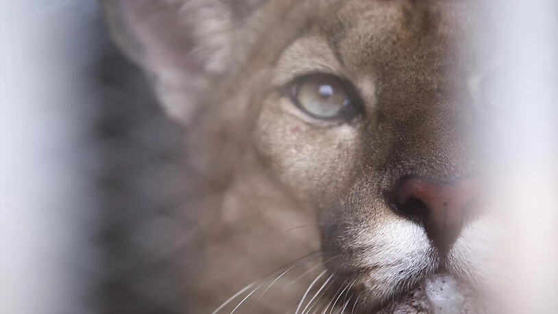 Dritte Puma-Attacke im US-Bundesstaat Colorado im laufenden Jahr: Am Mittwoch fiel ein Raubtier einen Knaben im Garten vor einem Haus an. (Symbolbild)