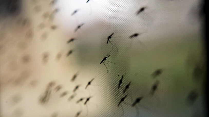 Im ostafrikanischen Burundi starben seit Jahresbeginn rund 1800 Menschen an der von Stechmücken übertragenen Malaria-Krankheit. (Symbolbild)