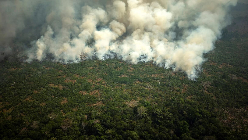 Brasilien setzt nach internationaler Kritik das Militär für die Brandbekämpfung im Amazonasgebiet ein.