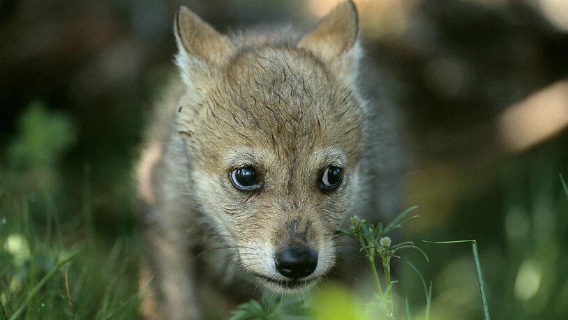 Die Geburt von mindestens drei Wolfswelpen ist im Waadtländer Jura festgestellt worden. (Archivbild)