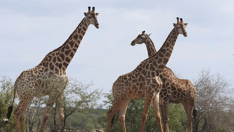 Neu wird der internationale Handel mit Giraffen, sowie ihrem Fleisch, Leder und Jagdtrophäen reguliert.