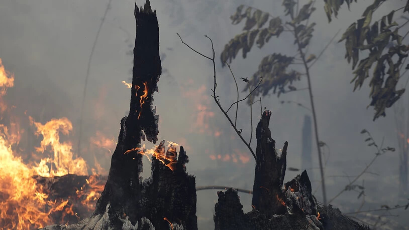 Die brasilianische Regierung will angesichts der verheerenden Waldbrände im Amazonasgebiet Brandrodungen in der Trockenzeit verbieten. " (Foto: Eraldo Peres/AP)