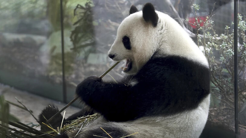 Die Pandadame Meng Meng hat in Berlin am Wochenende ihren Nachwuchs geboren. (Archivbild)