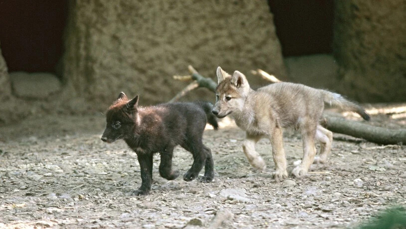2005 purzelten die jungen Wölfe durch ihr neues Zuhause.