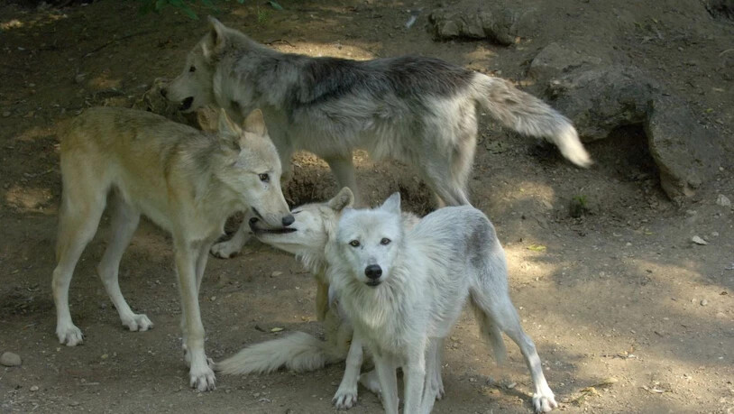 Ein Bild aus früheren Wolfsrudel-Zeiten: 2009 streunte ein Quartett durchs Basler Zoo-Gehege vor die Linse.
