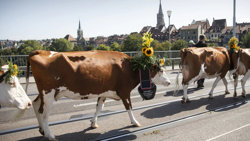 Kühe auf der Berner Kornhausbrücke: Der Alpabzug ist jeweils der Höhepunkt der Sichlete in der Bundesstadt.