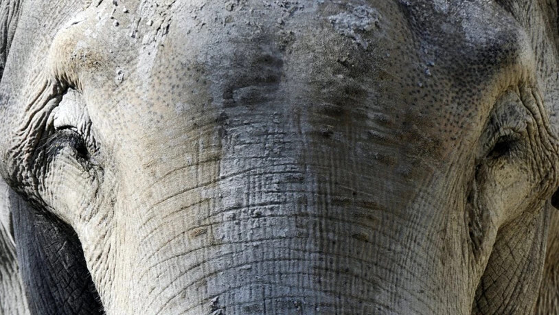 Der Zürcher Zoo feiert Elefanten-Geburtstag: Bulle "Maxi" wird 50 Jahre alt.